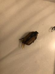 Chondropyga dorsalis