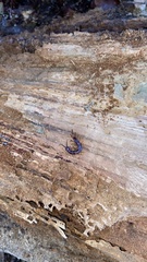 Lithobiomorpha