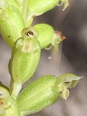Microtis arenaria