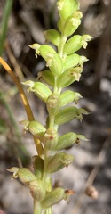 Microtis arenaria