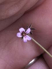 Pelargonium inodorum