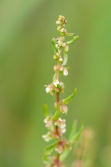 Rumex brownii