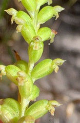 Microtis arenaria