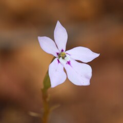 Isotoma hypocrateriformis