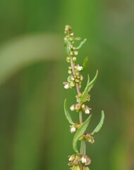 Rumex brownii