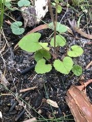 Pelargonium inodorum