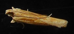 Eutorna symmorpha