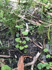 Pelargonium inodorum