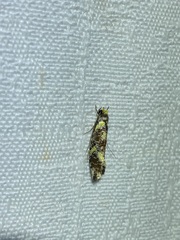 Monopis chrysogramma