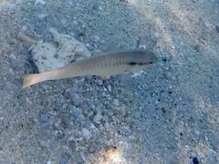 Halichoeres scapularis