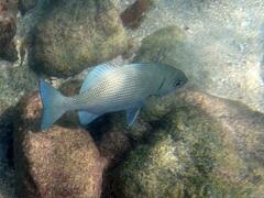 Kyphosus cinerascens