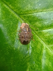 Antiteuchus tripterus