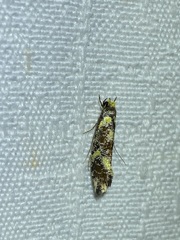 Monopis chrysogramma