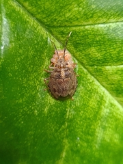 Antiteuchus tripterus