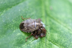 Antiteuchus tripterus