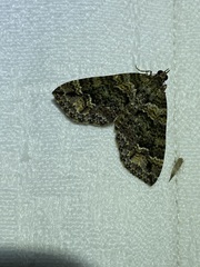 Crasilogia gressitti