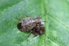 Antiteuchus tripterus