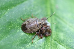 Antiteuchus tripterus