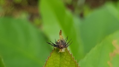 Chrysomeloidea