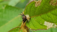 Chrysomeloidea