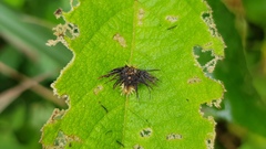 Chrysomeloidea