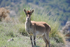 Capra pyrenaica