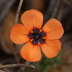 Drosera hyperostigma