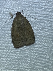 Austrocarea iocephala