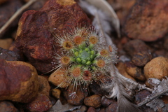 Drosera hyperostigma