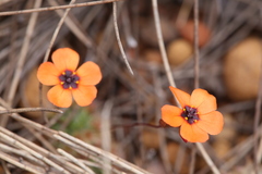 Drosera hyperostigma