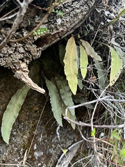 Elaphoglossum paleaceum