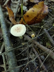 Leucoagaricus
