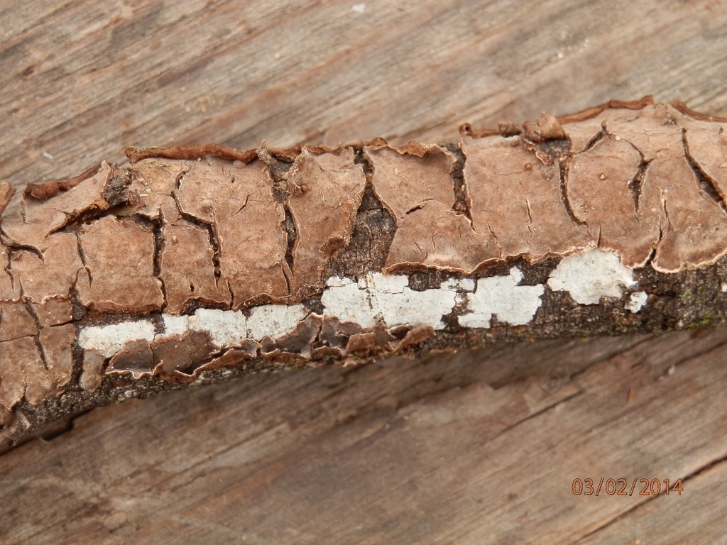 Peniophora tamaricicola
