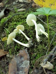 Leucoagaricus