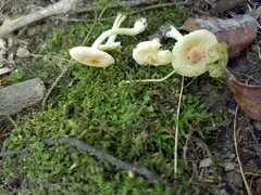 Leucoagaricus