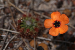 Drosera hyperostigma