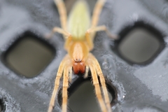 Anyphaenidae