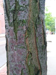 Gleditsia triacanthos inermis