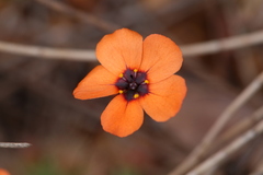 Drosera hyperostigma