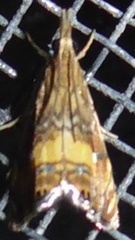 Glaucocharis chrysochyta