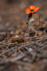 Drosera hyperostigma