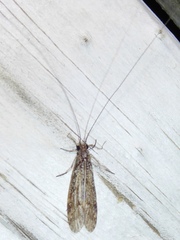 Triplectidinae