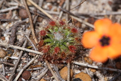 Drosera hyperostigma