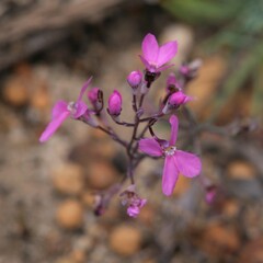 Stylidium