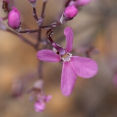 Stylidium