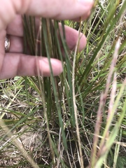 Hesperostipa spartea
