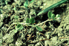 Veronica hederifolia-sublobata-triloba