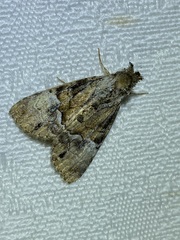 Alophosoma emmelopis