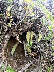 Elaphoglossum paleaceum