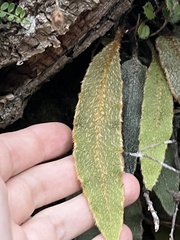 Elaphoglossum paleaceum